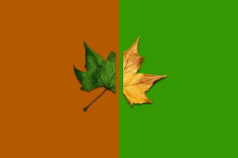 Leaf half dried on two colors, green and brown Foto stock