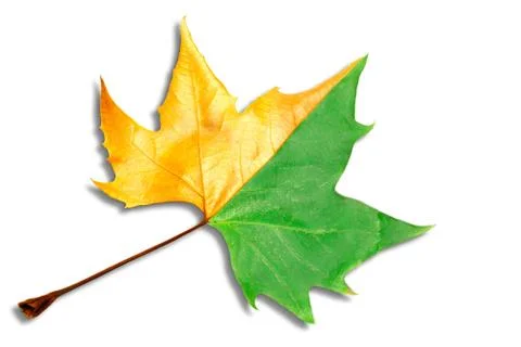 Leaf half dried on white background Stock Photos