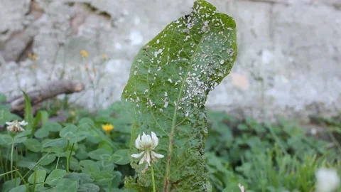 Leaf half eaten by larvae Stock Footage 210154469