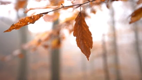 Leaf han in tree and dangles slowmotion closeup static shot Stock Footage 98133348