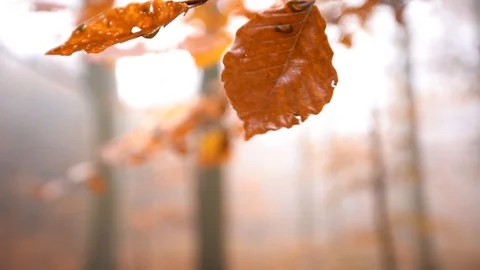 Leaf han in tree and dangles slowmotion closeup static shot Stock Footage 98133733