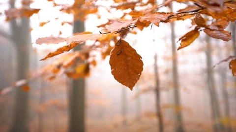 Leaf han in tree and dangles slowmotion closeup static shot Stock Footage 98134075