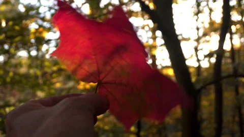 Leaf in hand against the background of the autumn forest Video stock 143992971