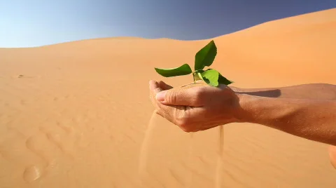 Leaf in hand in desert Stock Footage 562859