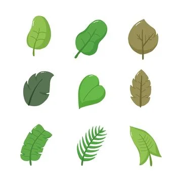 Leaf hand drawn vector illustration Stock Illustration