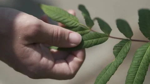 LEAF IN HAND Stock Footage 138480877