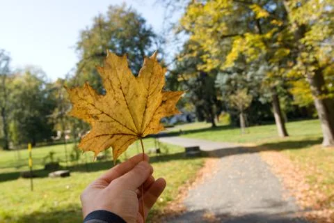 Leaf in hand Stock Photos