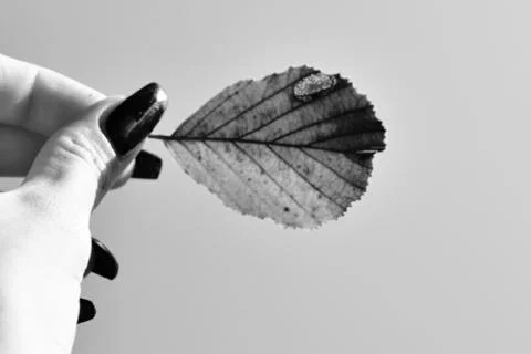 Leaf in hand 写真素材