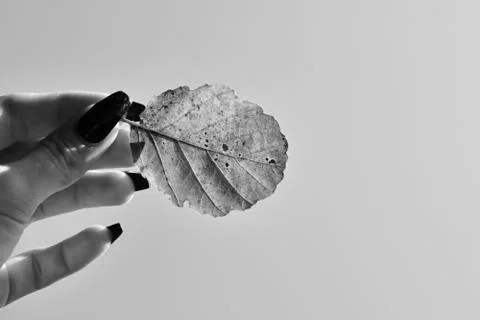 Leaf in hand Stock Photos