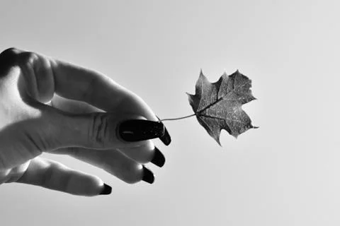 Leaf in hand 写真素材