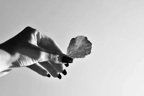 Leaf in hand 写真素材