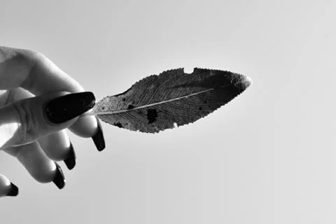 Leaf in hand 스톡 사진