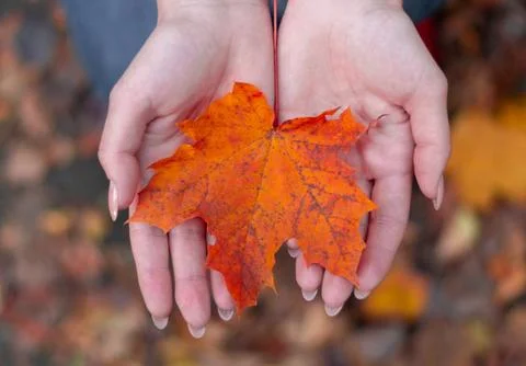 Leaf in hands Stock Photos
