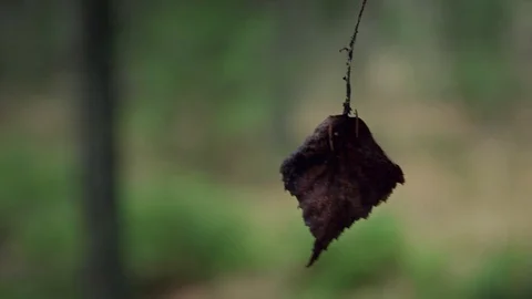 Leaf hanging Stock Footage 108863400