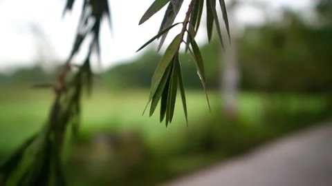 Leaf is hanging Stock Footage 320316266