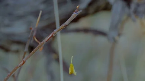 Leaf hanging on a spiderweb Stock Footage 83690986