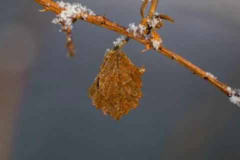 A leaf hangs on the branch covered with ice crystals Foto stock