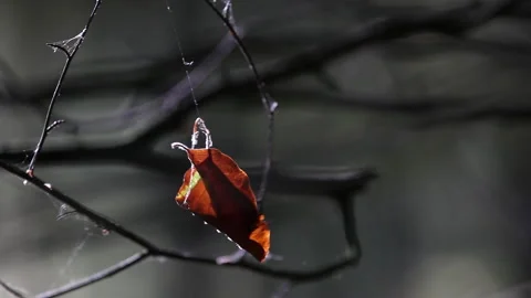 A leaf hangs on a fine spider web and moves back and forth in the air. Location: Stock Footage 239113257