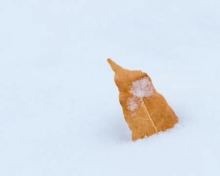 Leaf that has fallen off a tree laying in he snow Stock Photos