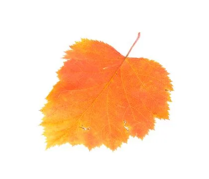 Leaf of hawthorn close-up. Stock Photos