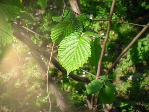 Leaf of hazel, hazelnut tree leaves with sunlight. Close up Stock Photos