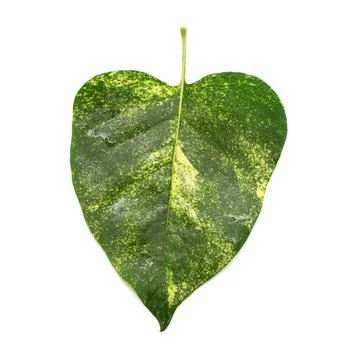 Leaf heart isolated on a white background. Valentine's Day Stock Photos