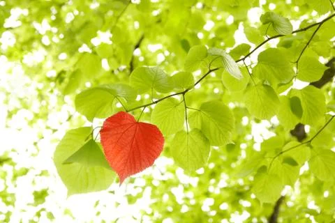 Leaf heart Stock Photos