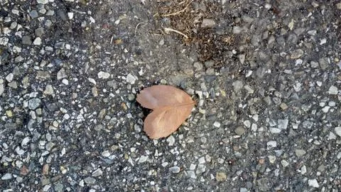 Leaf to heart 스톡 사진