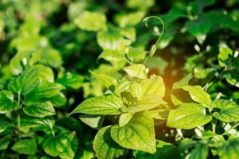 Leaf of herb with sunlight. Stock Photos