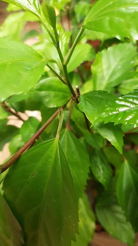 Leaf of the hibiscus plant Stock Footage 285913360