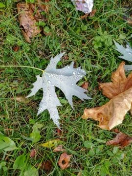 Leaf high angle view Land Plant part Field no people Grass day Autumn close-up 스톡 사진