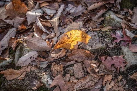 A leaf highlighted by the sunlight Stock Photos