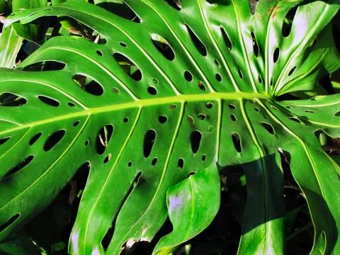 Leaf with hole called Monstera Stock Photos