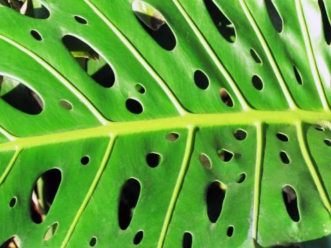 Leaf with hole called Monstera Stock Photos