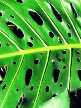 Leaf with hole called Monstera Stock Photos