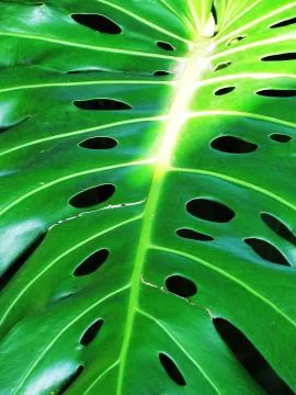 Leaf with hole called Monstera Stock Photos