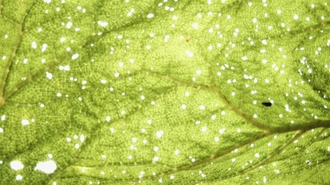 Leaf with holes Stock Footage 109200810