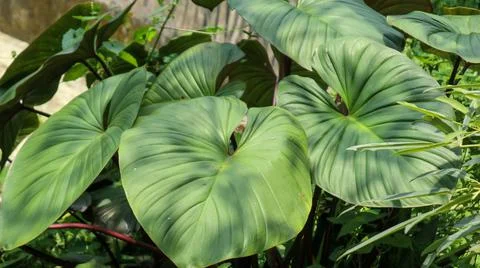 Leaf homalomena angle from above Foto stock