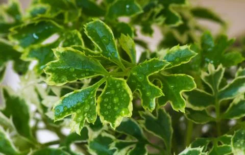 Leaf  at home Stock Photos