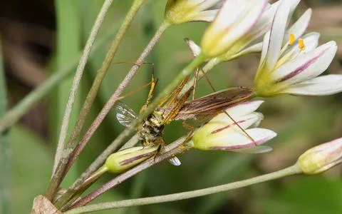 Leaf Hopper Assassin Bug (Zelus renardii) with bee as prey. Foto stock