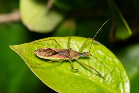 Leaf Hopper Assassin Bug (Zelus renardii) in foliage. Stock Photos