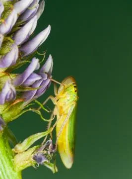 Leaf hopper -Cicadella viridis Stock Photos