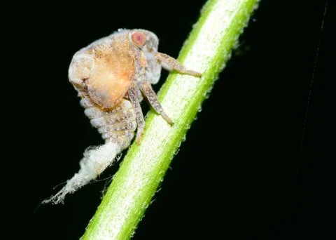 Leaf-hopper Stock Photos
