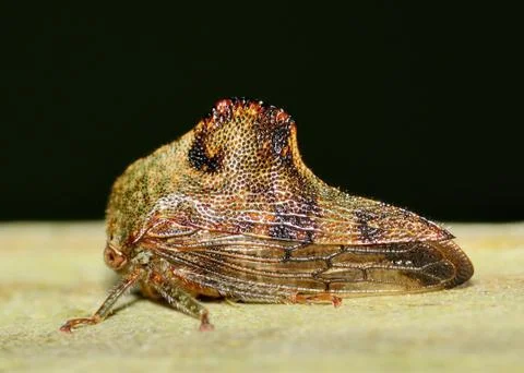 Leaf-hopper Stock Photos