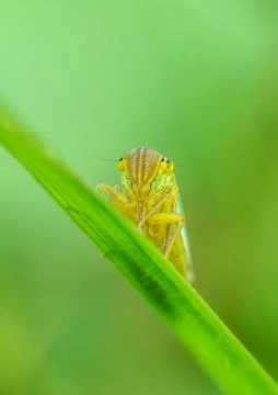Leaf Hopper Stock Photos