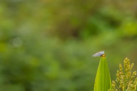 Leaf hopper on stalk of maze Stock Photos