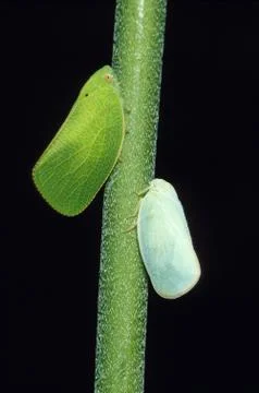 Leaf hoppers on stem Stock Photos