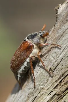 Leaf horn beetle, field may beetle, common may beetle, may bug, melolontha Stock Photos
