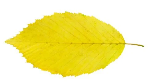 Leaf hornbeam Stock Photos