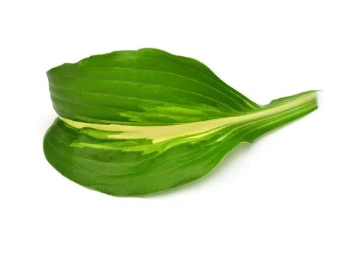 Leaf hosta isolated on white background. Flat lay, top view Stock Photos
